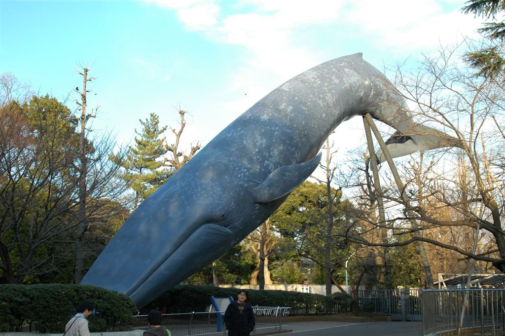 鯨の実物大オブジェ
