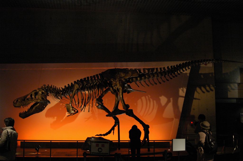 ティラノサウルスの「スーちゃん」
アメリカで発見されたティラノサウルスの化石。
もしも本物が街を歩いていたらと思うとドキドキする。
Ключові слова: ティラノサウルス スー 化石