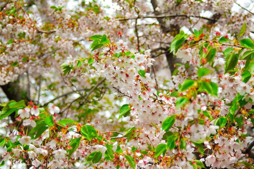 札幌市白石区　角田歯科の満開桜

